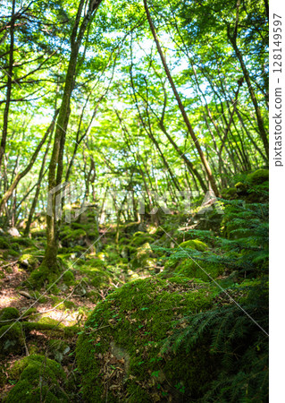 [Famous place for moss] Yamainudake [Kamikatsu Town] 128149597