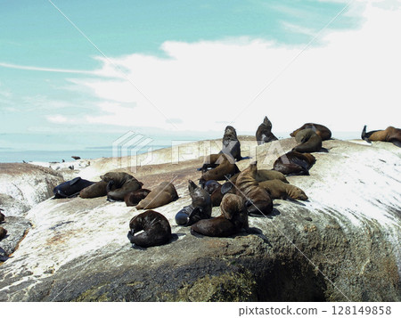South Africa, Cape Peninsula, Hout Bay, Duiker Island, Southern African fur seal 128149858