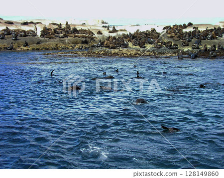 South Africa, Cape Peninsula, Hout Bay, Duiker Island, Southern African fur seal 128149860