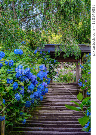 繡球花（明月院、三門、鎌倉石道） 128149883