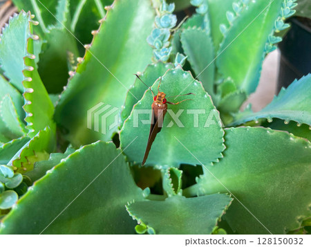 cactus plant in garden cactus plant in garden 128150032