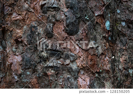 Close-up natural texture of rugged tree bark surface with dark and brown tones. Close-up natural texture of rugged tree bark surface with dark and brown tones. 128150205