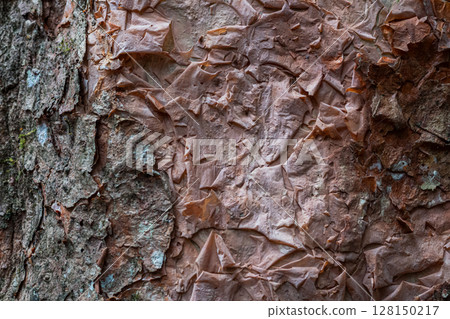 Organic background of tree bark texture with cracks and peeling layers Organic background of tree bark texture with cracks and peeling layers 128150217
