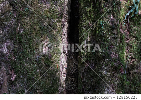 Close-up texture of dark old tree bark covered in green moss. 128150223