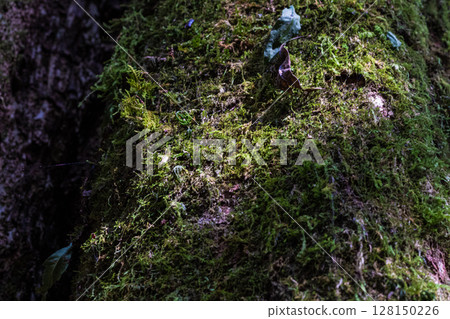 Close-up texture of dark old tree bark covered in green moss. 128150226