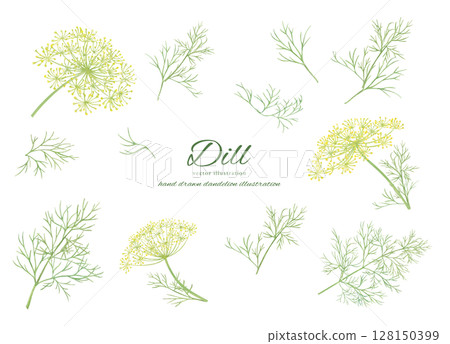 Fresh dill flowers and leaves drawn by watercolor Fresh dill flowers and leaves drawn by watercolor 128150399