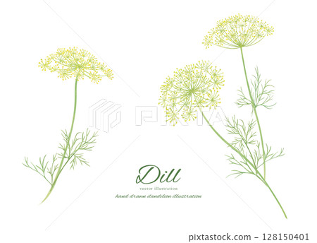 Fresh dill flowers and leaves cartoon drawn by watercolor Fresh dill flowers and leaves cartoon drawn by watercolor 128150401