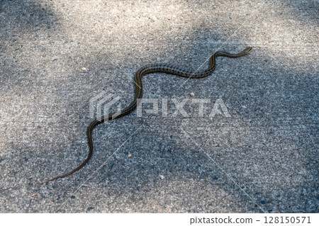 Aodaisho snake crossing path on Mount Mitaki, Hiroshima, Japan 128150571