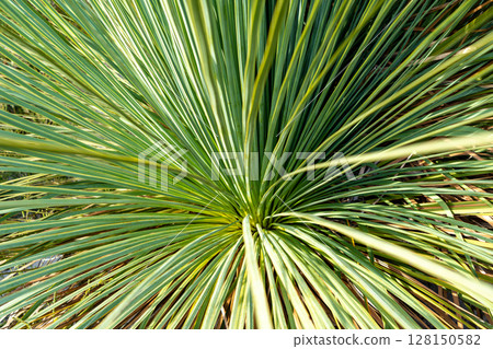 Grass tree with long green leaves on Kangaroo Island, Australia 128150582