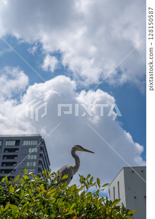 Grey heron perched on bush in Tennoji Park, Osaka 128150587