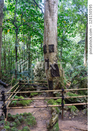 Child funeral urns in kapok tree, Toraja, Sulawesi, Indonesia 128150595