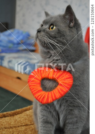 Cute british cat with woven red yarn heart on neck 128150664