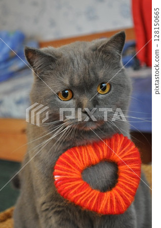 Cute british cat with woven red yarn heart on neck 128150665