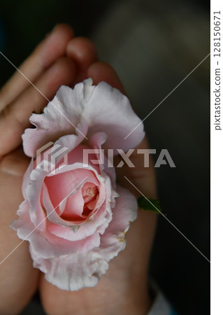 Pink rose in praying hands of child 128150671