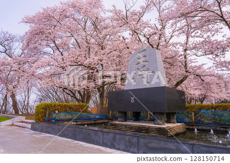 舞鶴山櫻花盛開 舞鶴山櫻花盛開 128150714