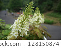 Flower of white Calyva hydrangea 128150874