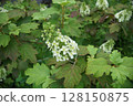 Flower of white Calyva hydrangea 128150875