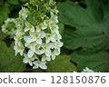 Up white flower of flower pine walleye 128150876