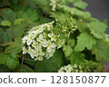 Flower of white Calyva hydrangea 128150877