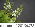Flower of white Calyva hydrangea 128150878