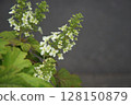 White hydrangea 128150879