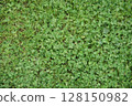 Clover spread all over 128150982