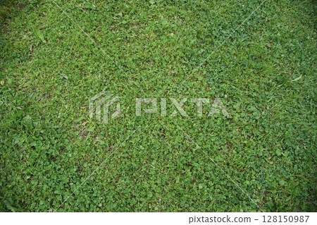 Clover spread all over 128150987