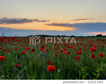 Serene Poppy Field at Sunset 128151001