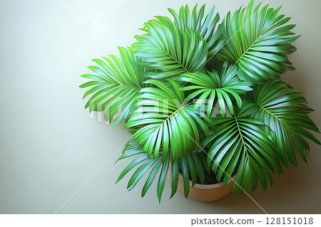 Gardening or plant care content. Potted palm tree with wide, green leaves on a white background. Top view. Palm tree with fleshy leaves. Gardening or plant care content. Potted palm tree with wide, green leaves on a white background. Top view. Palm tree with fleshy leaves. 128151018
