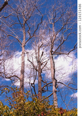Blue sky 128151486