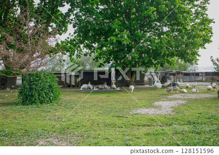 Domestic geese eating and grazing on the farm in small town Dragor in Denmark 128151596