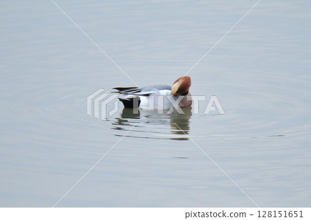 Arao City Port Wild Birds, Arao City Port Wild Birds, 128151651