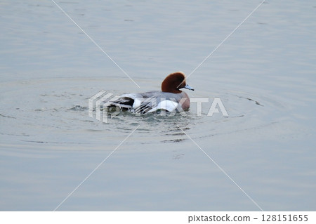 Arao City Port Wild Birds, 128151655