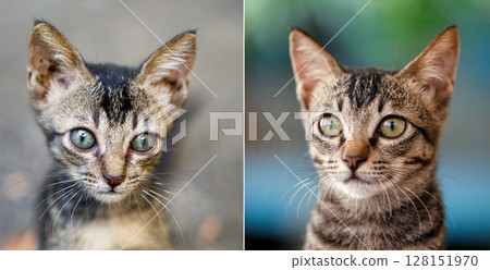 April 21 to June 19 Before and After Recovery of Rescued Kitten Chucha, 59 Days Later 128151970