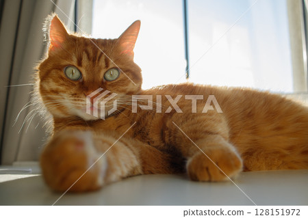 Cute ginger cat lying on the table near the window portrait 128151972