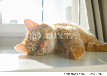 Cute ginger cat lying on the table near the window close up Cute ginger cat lying on the table near the window close up 128151973
