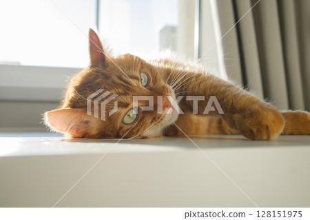 Cute ginger cat lying on the table near the window close up Cute ginger cat lying on the table near the window close up 128151975