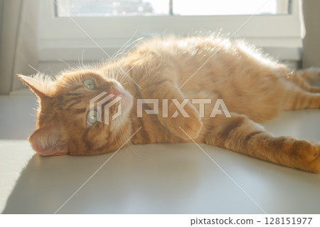 Cute ginger cat lying and enjoying sunlight near the window close up Cute ginger cat lying and enjoying sunlight near the window close up 128151977