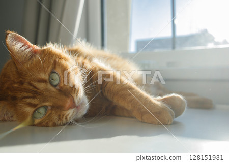 Cute ginger cat lying in sunlight near the window and looking at camera close up Cute ginger cat lying in sunlight near the window and looking at camera close up 128151981