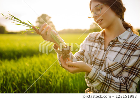 Woman owner of a wheat farm checks quality of wheat through an application on digital tablet. Woman owner of a wheat farm checks quality of wheat through an application on digital tablet. 128151988