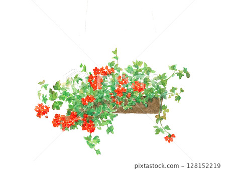 白色背景上用水彩 [手繪] 繪製的紅色秋海棠插圖素材，可裁切並留有影印空間 128152219