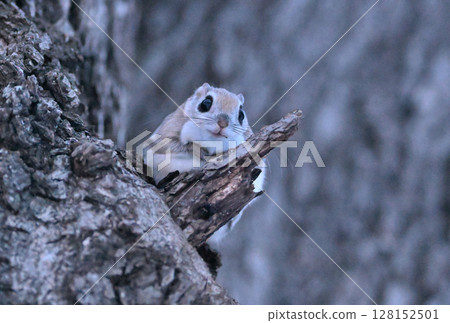 Ezo flying squirrel sitting on a branch and eating winter buds of alder in a park in Hokkaido Ezo flying squirrel sitting on a branch and eating winter buds of alder in a park in Hokkaido 128152501