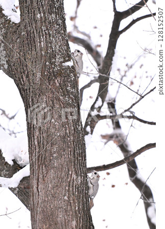 Two Siberian flying squirrels climbing a tree trunk during the day in a winter park in Hokkaido 128152507