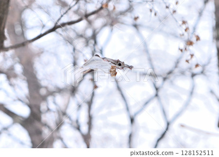 A Siberian flying squirrel flies through the trees carrying a maple seed during the day in a winter park in Hokkaido A Siberian flying squirrel flies through the trees carrying a maple seed during the day in a winter park in Hokkaido 128152511