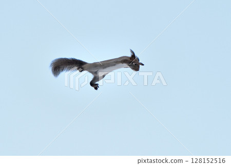 一隻北海道松鼠在北海道的冬季公園裡飛翔(跳躍) 一隻北海道松鼠在北海道的冬季公園裡飛翔(跳躍) 128152516