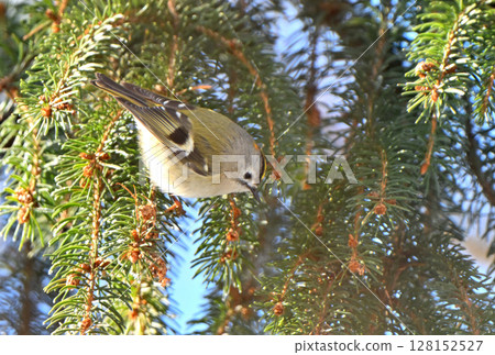 A yellow-winged bush warbler resting on a coniferous tree branch in a winter park in Hokkaido 128152527