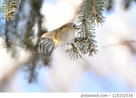 A yellow-winged bush warbler resting on a coniferous tree branch in a winter park in Hokkaido 128152538