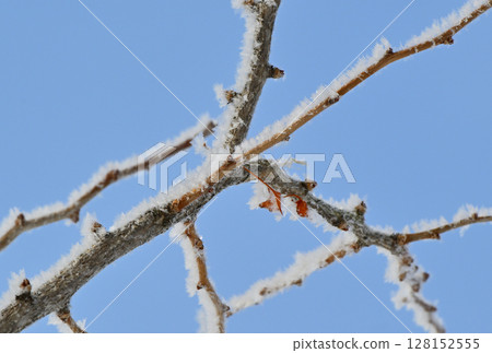 Hoarfrost on a branch in a park in Hokkaido on a frigid day Hoarfrost on a branch in a park in Hokkaido on a frigid day 128152555