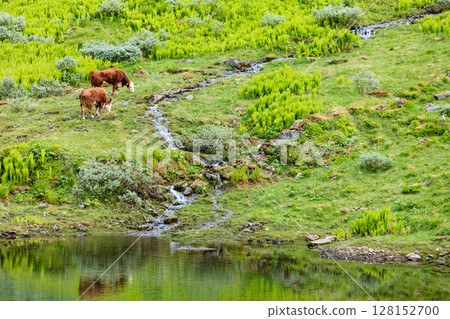 cows on pasture. 128152700