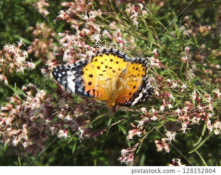 一隻雌性燕尾蝶正在從日本月桂花環中吸食花蜜 128152804